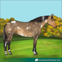 Horse Color:White Spotted Buckskin Dun 