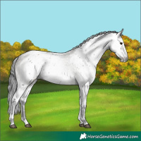 Horse Color:Grullo Appaloosa Rabicano  and Gray White Spotted Smoky Grullo 