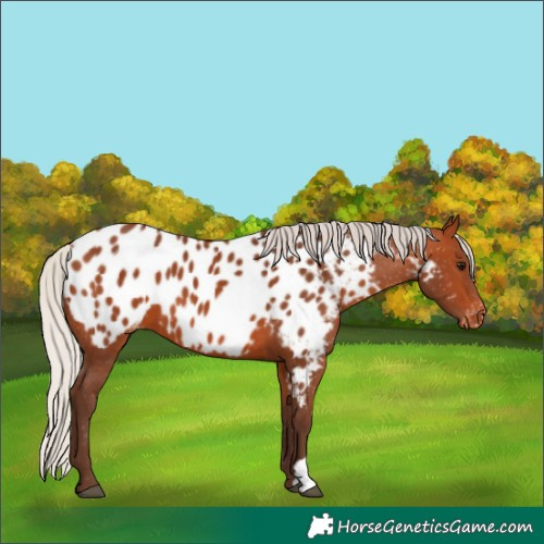 Horse Color:Silver Bay Appaloosa 