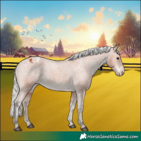 Horse Color:Silver Bay Appaloosa 