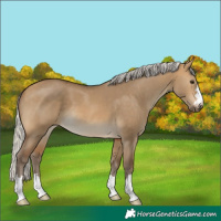 Horse Color:Silver Buckskin Dun