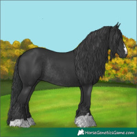 Horse Color:Black Rabicano 