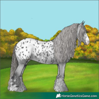 Horse Color:Black Appaloosa Rabicano 