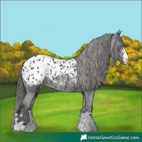 Horse Color:Black Appaloosa Rabicano 