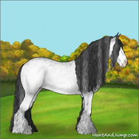 Horse Color:White Spotted Black