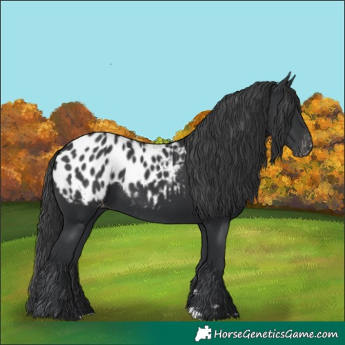 Horse Color:Black Appaloosa 