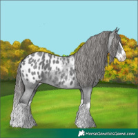 Horse Color:Blue Roan Splash Appaloosa 
