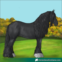 Horse Color:Black Rabicano 