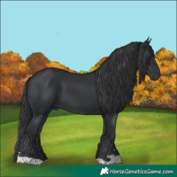 Horse Color:Black 