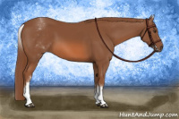 Horse Color:White Spotted Chestnut 