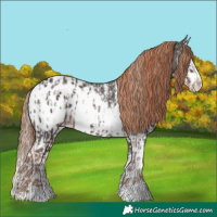 Horse Color:Liver Chestnut Sabino Splash Appaloosa  and Liver Chestnut Sabino Splash Appaloosa 