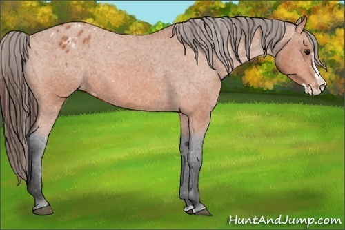 Horse Color:Unknown