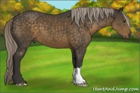 Horse Color:Chocolate Palomino 