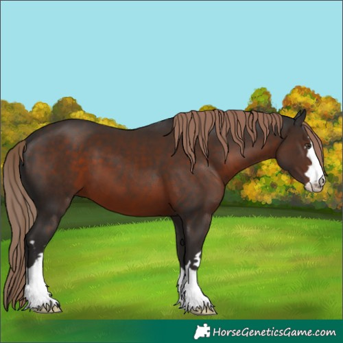 Horse Color:Liver Chestnut 