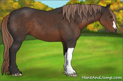 Horse Color:Liver Chestnut 