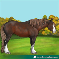 Horse Color:Liver Chestnut 