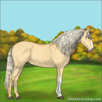 Horse Color:Palomino 