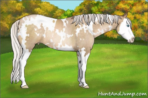 Horse Color:White Spotted Silver Smoky Blue Roan Pearl Splash Rabicano 