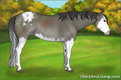 Horse Color:Grullo Sabino Splash Appaloosa Rabicano 