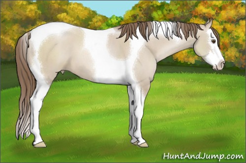 Horse Color:Grullo Pearl Splash Tobiano