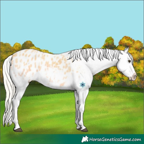 Horse Color:Palomino Ice Appaloosa Rabicano 