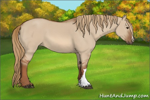 Horse Color:Red Dun 