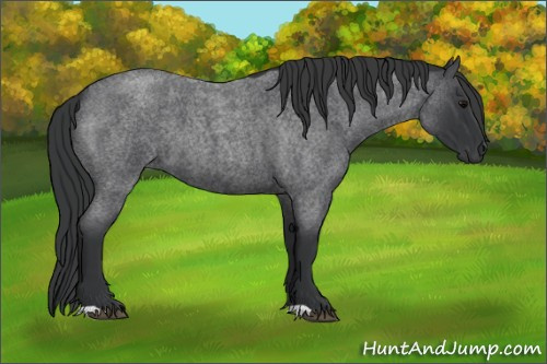 Horse Color:Blue Roan 