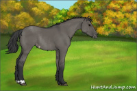 Horse Color:Grullo Appaloosa Rabicano 