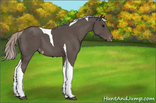 Horse Color:Silver Black Tobiano Appaloosa 