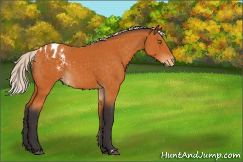 Horse Color:Silver Buckskin Appaloosa Rabicano 