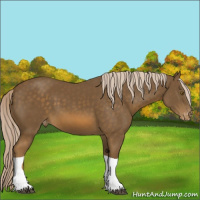Horse Color:Chocolate Palomino Tobiano Appaloosa