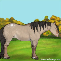 Horse Color:Liver Red Dun Appaloosa Rabicano 