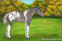 Horse Color:Silver Black Tobiano Appaloosa Rabicano 