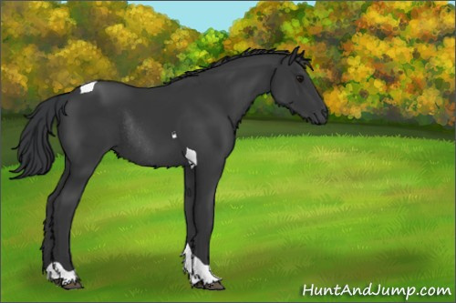 Horse Color:Black Tobiano Rabicano 