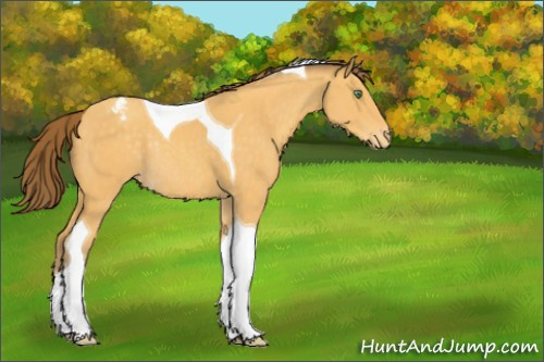 Horse Color:Amber Cream Champagne Tobiano Appaloosa Rabicano 