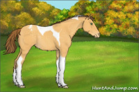 Horse Color:Amber Cream Champagne Tobiano Appaloosa Rabicano