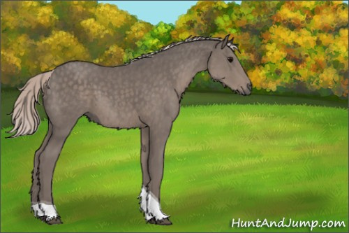 Horse Color:Silver Black Tobiano Rabicano