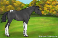 Horse Color:Black Tobiano Rabicano