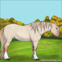 Horse Color:Red Dun Roan Tobiano Rabicano 