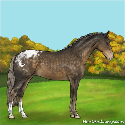 Horse Color:Chocolate Palomino Appaloosa 