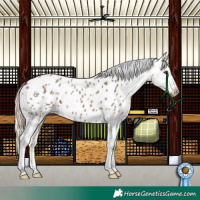 Horse Color:Chocolate Palomino Roan Appaloosa 