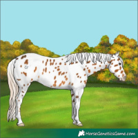 Horse Color:Chocolate Palomino Appaloosa Rabicano 