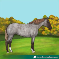 Horse Color:Liver Red Roan 