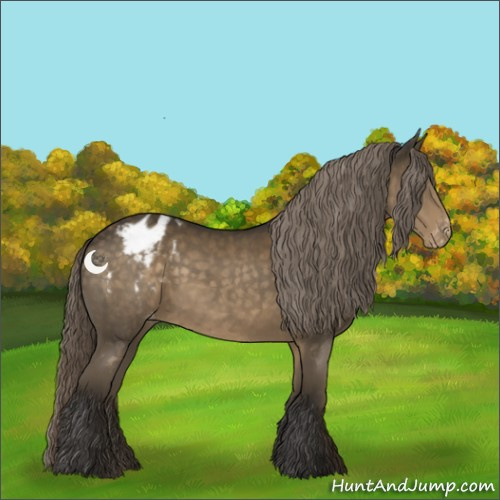 Horse Color:Chocolate Palomino Appaloosa 