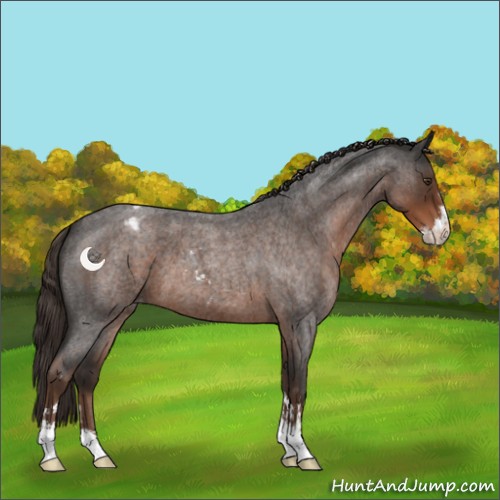 Horse Color:Liver Red Roan Sabino Appaloosa 