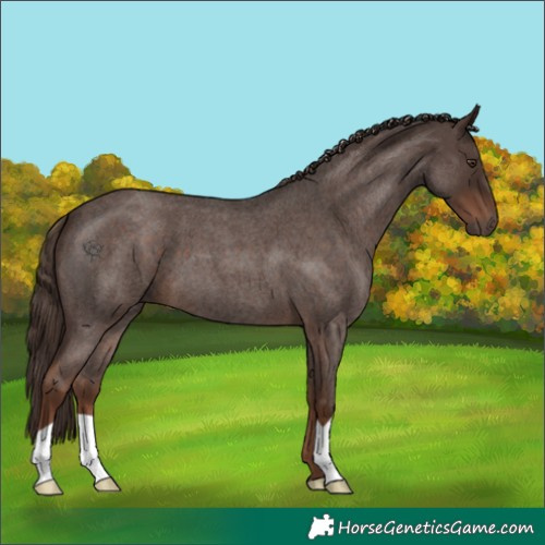 Horse Color:Liver Red Roan 