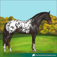 Horse Color:Liver Chestnut Appaloosa 