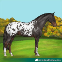 Horse Color:Liver Chestnut Appaloosa