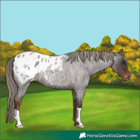 Horse Color:Liver Red Roan Appaloosa 