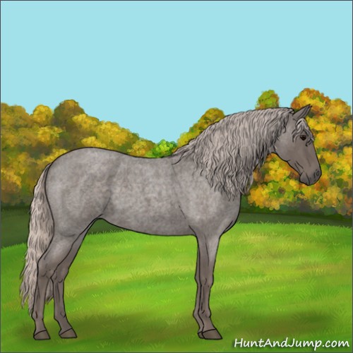 Horse Color:Silver Blue Roan 